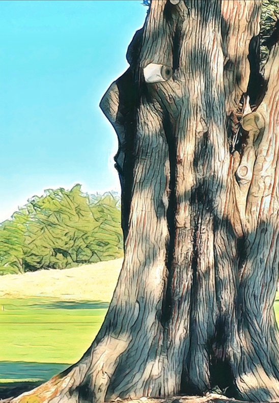 If these trees could talk!