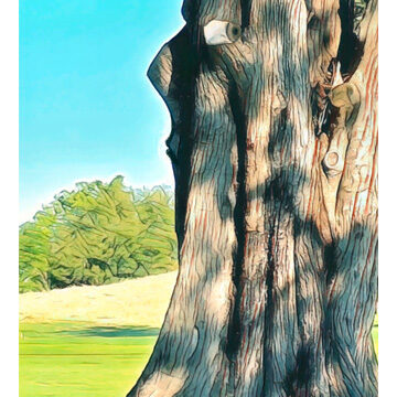 Blank greeting card with envelope featuring original artwork by Barbara Bose. $6 each.